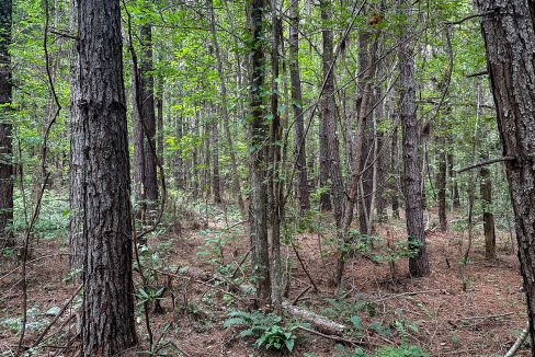 Hines Hollow Compass South Land Sales Tennessee-06