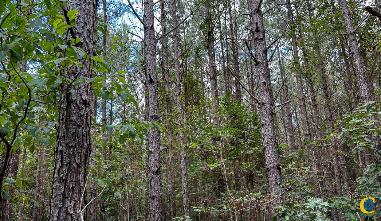 Hines Hollow Compass South Land Sales Tennessee-07