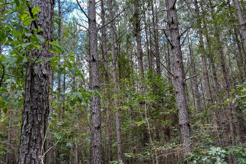 Hines Hollow Compass South Land Sales Tennessee-07