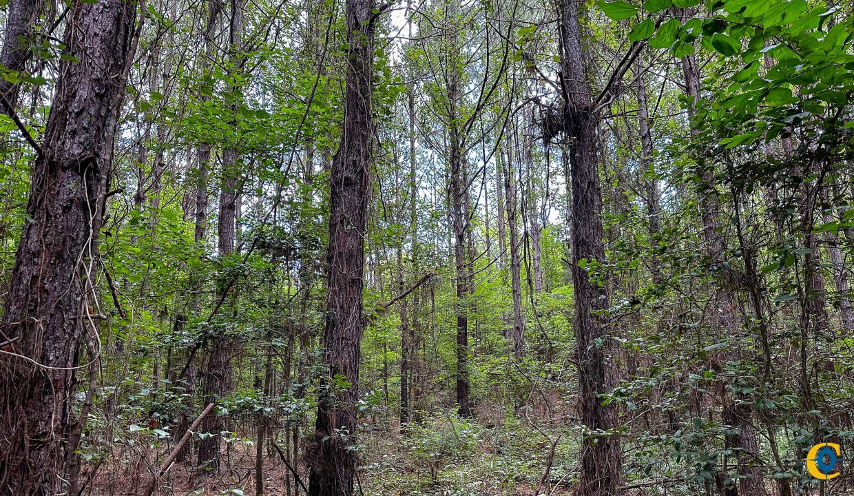 Hines Hollow Compass South Land Sales Tennessee-08
