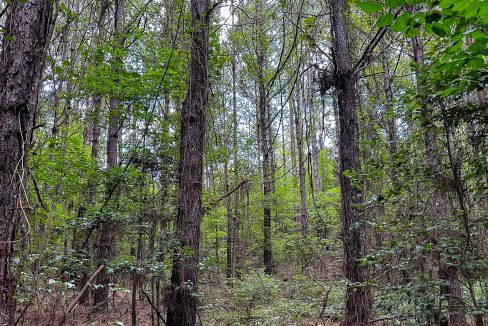 Hines Hollow Compass South Land Sales Tennessee-08