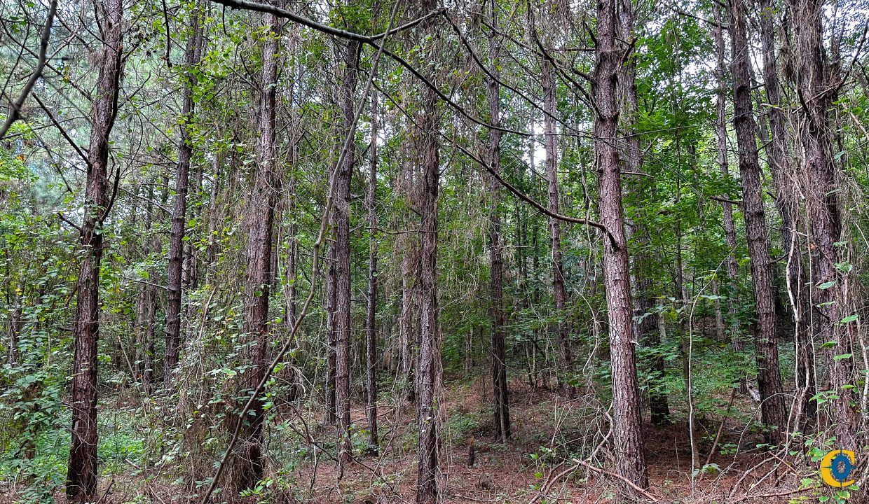Hines Hollow Compass South Land Sales Tennessee-09