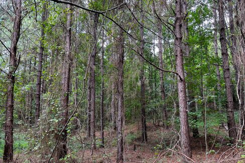 Hines Hollow Compass South Land Sales Tennessee-09