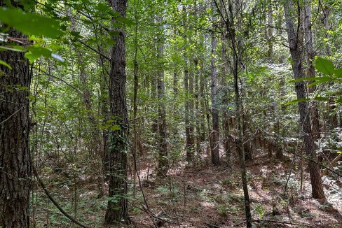 Hines Hollow Compass South Land Sales Tennessee-10
