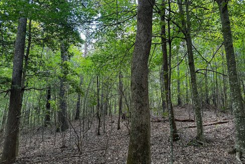 Hines Hollow Compass South Land Sales Tennessee-11