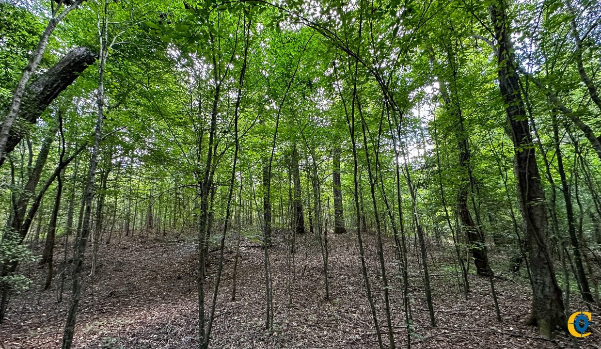 Hines Hollow Compass South Land Sales Tennessee-12