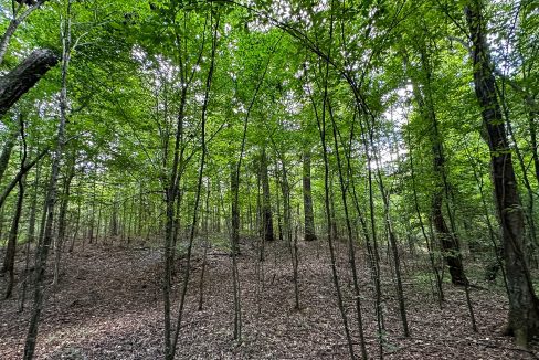 Hines Hollow Compass South Land Sales Tennessee-12
