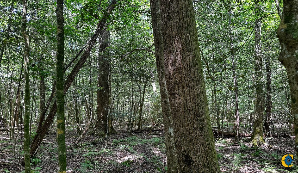 Hines Hollow Compass South Land Sales Tennessee-17