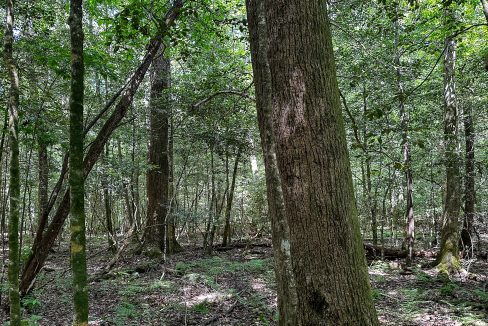 Hines Hollow Compass South Land Sales Tennessee-17