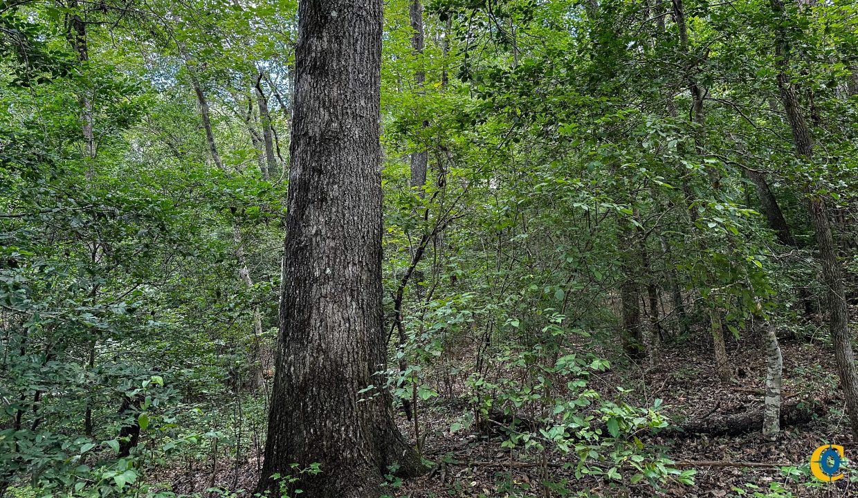 Hines Hollow Compass South Land Sales Tennessee-18