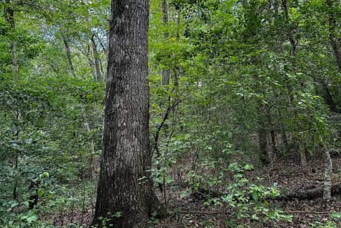 Hines Hollow Compass South Land Sales Tennessee-18