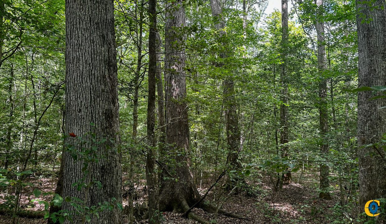 Hines Hollow Compass South Land Sales Tennessee-19