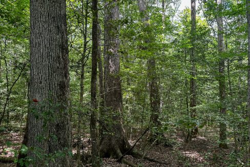 Hines Hollow Compass South Land Sales Tennessee-19