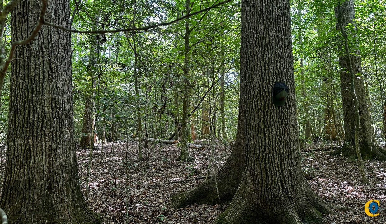 Hines Hollow Compass South Land Sales Tennessee-20