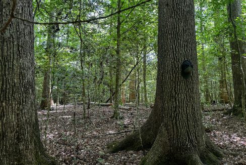 Hines Hollow Compass South Land Sales Tennessee-20