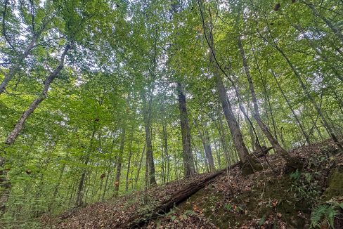 Jenneatte Retreat Compass South Land Sales Tennessee-24