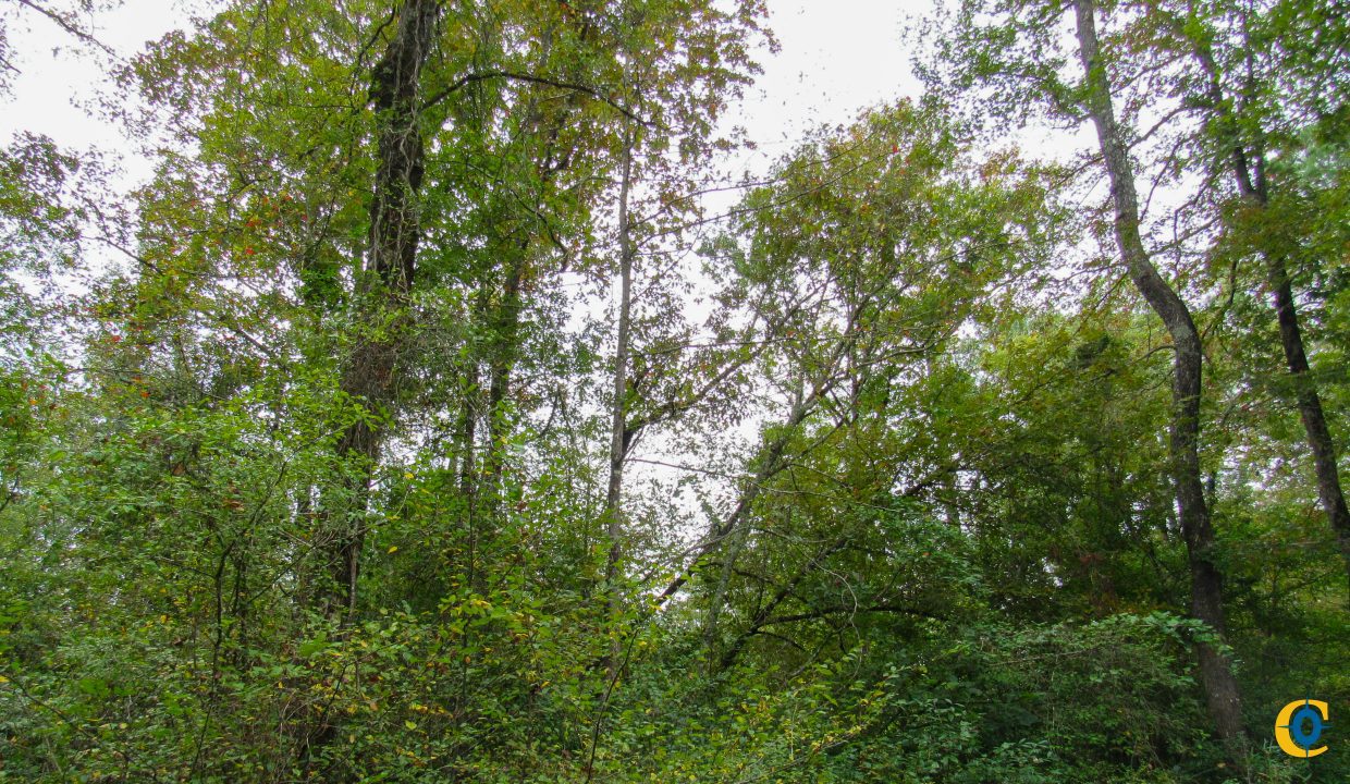 Mount Elba Compass South Land Sales Arkansas-04