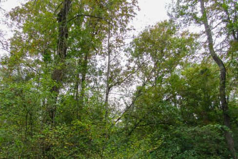 Mount Elba Compass South Land Sales Arkansas-04