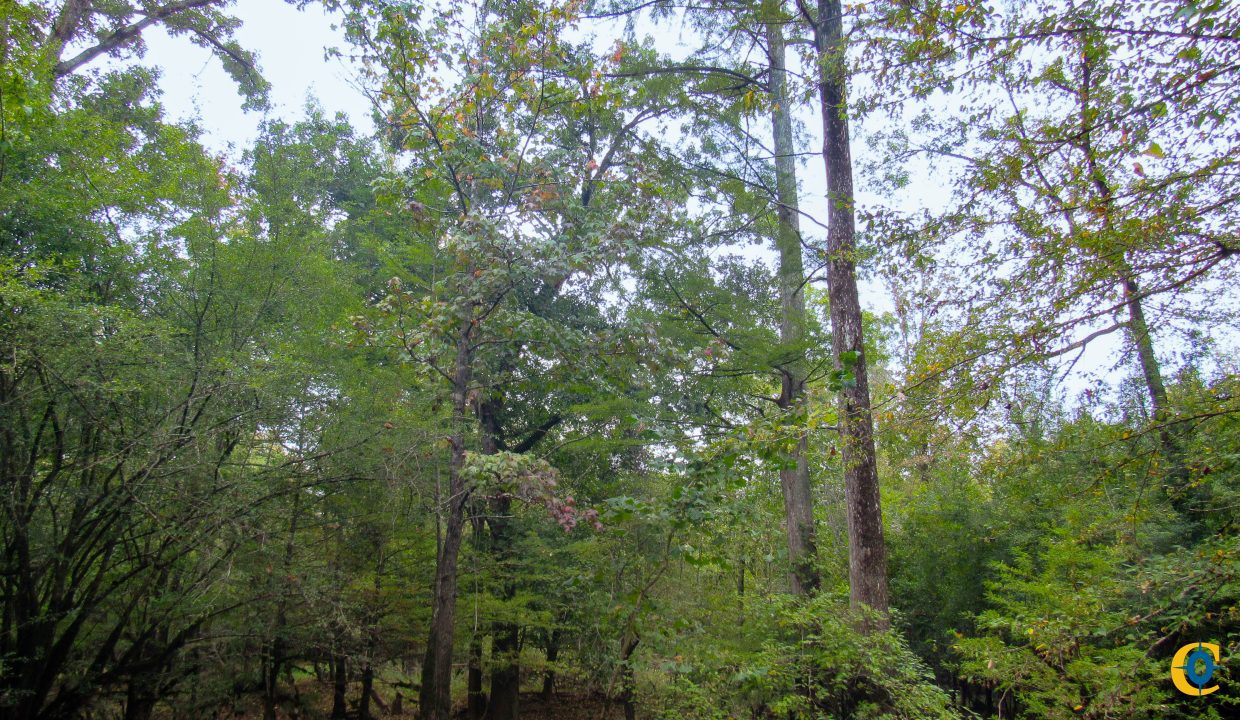 Mount Elba Compass South Land Sales Arkansas-05