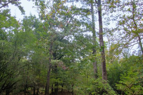 Mount Elba Compass South Land Sales Arkansas-05