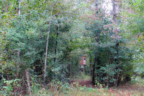 Mount Elba Compass South Land Sales Arkansas-11